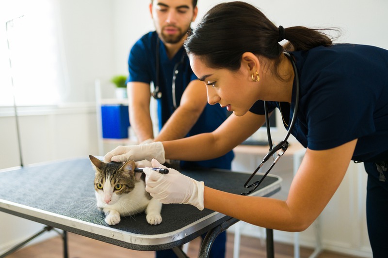 Which Pet Lab Tests Are Essential for Early Detection? | Francophonie ...
