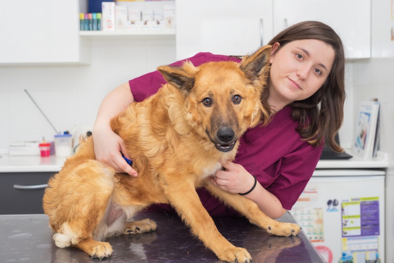 Why Should You Stick to a Routine Care Schedule for Your Active Pet ...